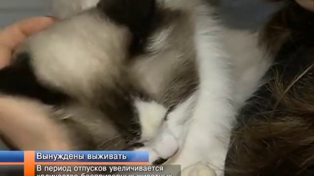 В период отпусков увеличивается количество беспризорных животных. смотреть онлайн