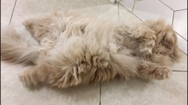 Cat sleep on back | Кошка спит на спине | Кошка дергает лапами во сне | 猫睡在它的背上 смотреть онлайн