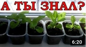 ПЕТУНИЯ: технология выращивания???