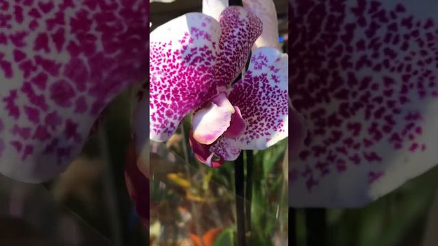 💙💛ОРХІДЕЇ Мелодія Дикий ягуар Пандора Моушен 🤩 Сільпо, Київ #orchid #beautiful #ukraine смотреть онлайн