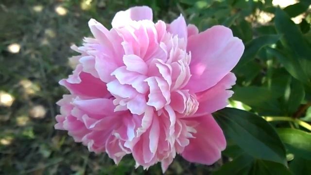 Beautiful Nature Video. САД ОГОРОД 2017. ПОЕЗДКА НА ДАЧУ. июнь 2017  .A Trip To The Country