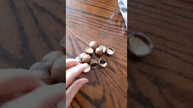 скорлупа от орехов макадами смотреть онлайн