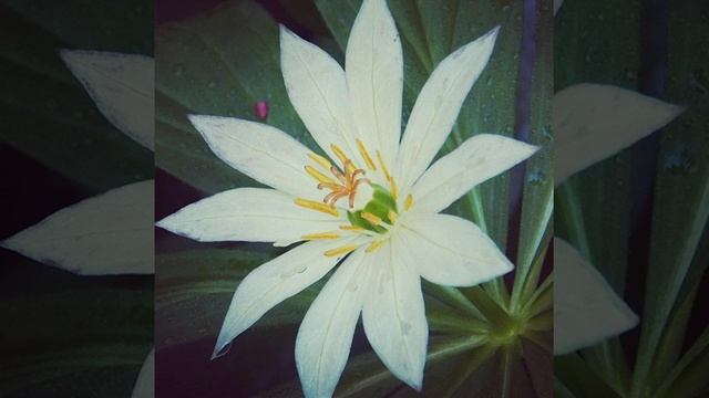 #hosta#guacamole#plant#flower#foliage#outside#today#newyork#garden#grow#landscape#love#green#bloom смотреть онлайн