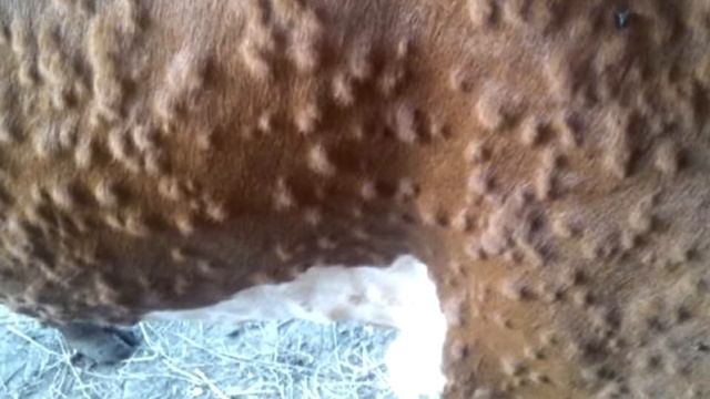 ✦《《《10 ЖУТКИХ ПАРАЗИТОВ В ТЕЛЕ ЧЕЛОВЕКА》》》✦ смотреть онлайн