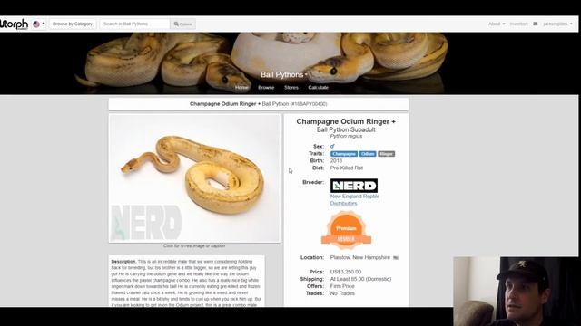 N.E.R.D. Ball Python Morph Combos | Breeder's Spotlight | Jack's Reptiles смотреть онлайн