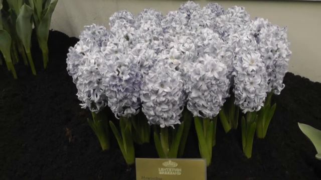 Hyacinth 