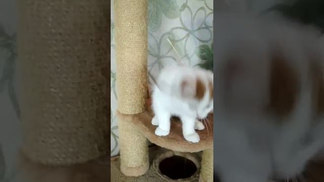 VID 20191022 1357240 смотреть онлайн