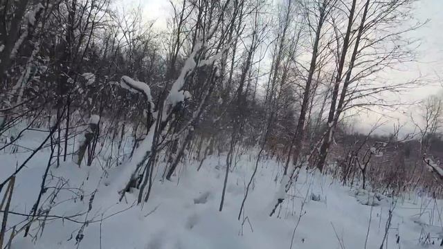Охота на лося . Сходили с Бесом в загон и добыли лося. смотреть онлайн