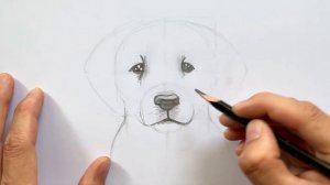 КАК НАРИСОВАТЬ СОБАКУ/ ЩЕНКА/ РИСОВАНИЕ ДЛЯ НАЧИНАЮЩИХ / РИСУНОК КАРАНДАШЕМ