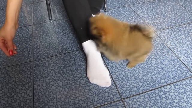 Pomeranian Spitz Puppy Candy (Кэнди) смотреть онлайн