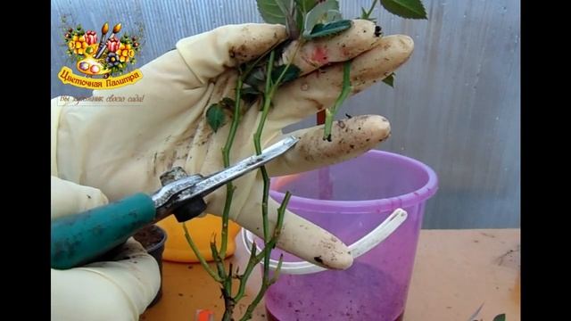 Как сохранить розу из магазина . Розы в горшке , их секреты . смотреть онлайн