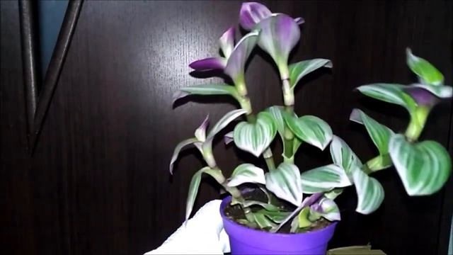 Традесканция Нанук, Презентация! Комнатные домашние растения,обзор об этом цветке. смотреть онлайн