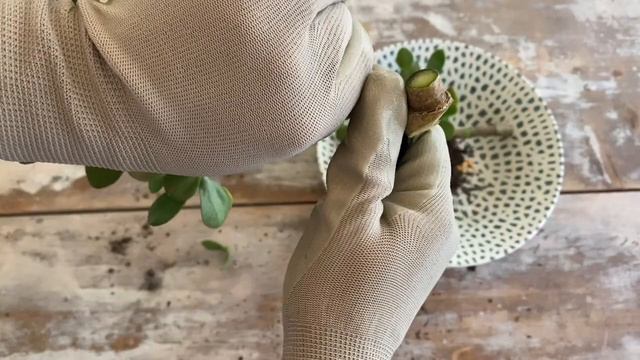 SOLUCIÓN A SUCULENTAS y CACTUS PODRIDOS🌵 смотреть онлайн