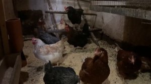 Куры Несушки Доминант и Ломан Браун.