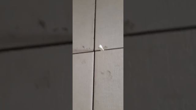 Горе плиточники смотреть онлайн