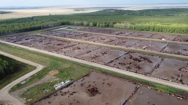 Откормплощадка KazBeef: за что готовы платить больше и каких быков не берут на откорм? смотреть онлайн
