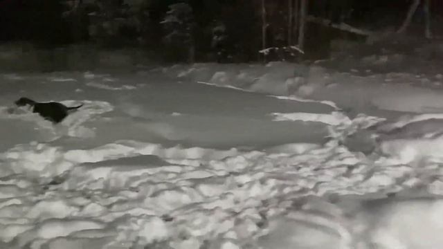 СТАФФОРДШИРСКИЙ ТЕРЬЕР-стоит ли покупать, какой характер. смотреть онлайн