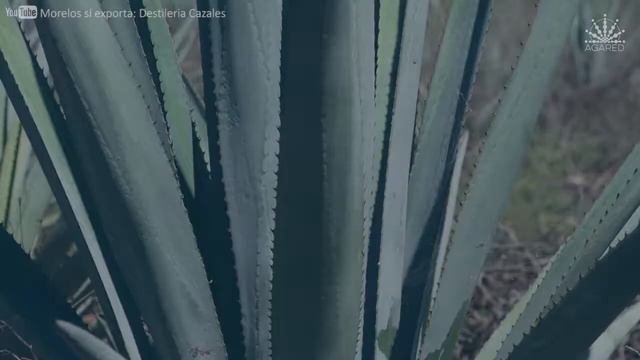 Agave Angustifolia смотреть онлайн