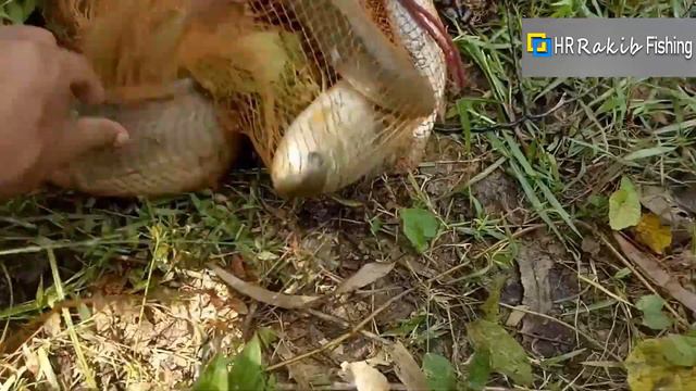 wow! Amazing Fish catching skills by net смотреть онлайн