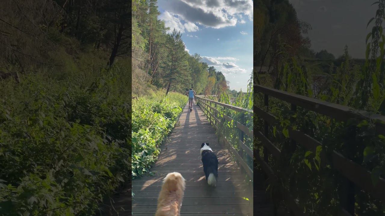 На перегонки)