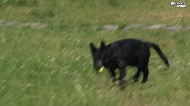 Кинологи посетили воспитанников центра коррекционно развивающего обучения и реабилитации смотреть онлайн