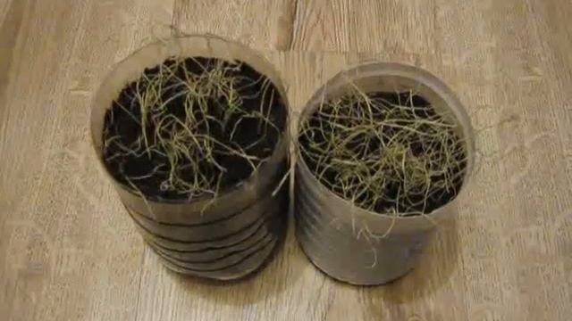 Эксперимент - посев семян лука с перекисью водорода Часть 2 смотреть онлайн