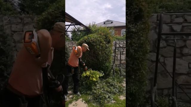 Стрижка спиреи вангуты. Спирея взрослая 15 лет. #шортс #спирея #вангута смотреть онлайн