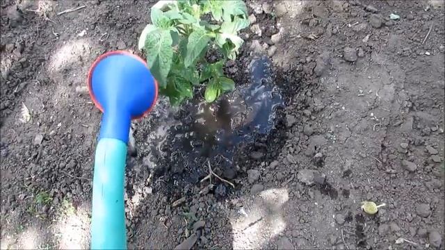 Вырастут как на дрожжах - пробую дрожжевую подкормку для овощей на моем огороде смотреть онлайн