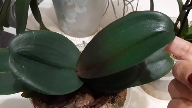 Что может спровоцировать мутации на орхидеях (не вдаваясь в генетические подробности). смотреть онлайн