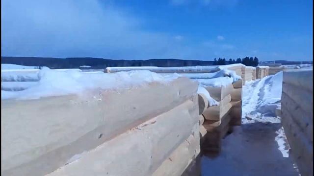 Сруб из сосны в лапу смотреть онлайн