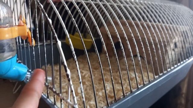 НЕ УСПЕВАЮ СОВСЕМ. ДУМАЮ ОН ДОЛГО НЕ ПРОЖИВЕТ смотреть онлайн