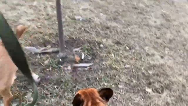 Бультерьер знакомится с собаками. смотреть онлайн