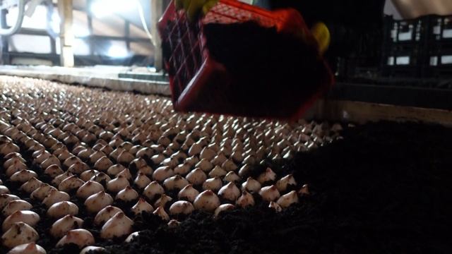 Тюльпан. выгонка тюльпанов на 8 марта. от луковицы тюльпана до цветов смотреть онлайн