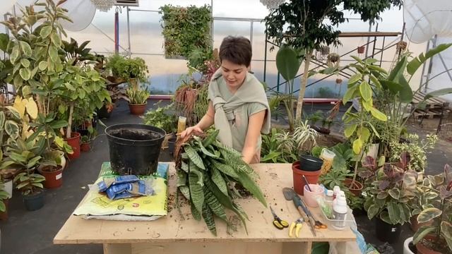 Сансевиерия. Обморожение.