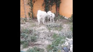 Вязка САМОЕДОВ! 15 минут и они уже в замке`!