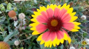 И расцвел подсолнух 1 - 4 серии | Мелодрама 2021