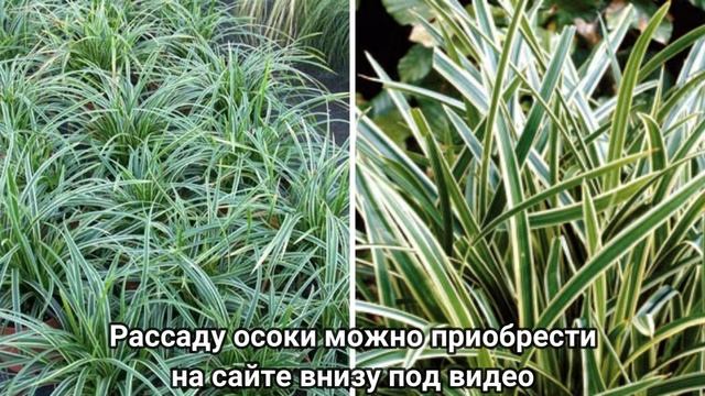 6 самых красивых бордюрных цветов для украшения цветников и дорожек в саду смотреть онлайн