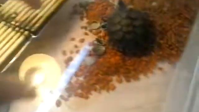 Красноухие черепахи Фионка и Микки.