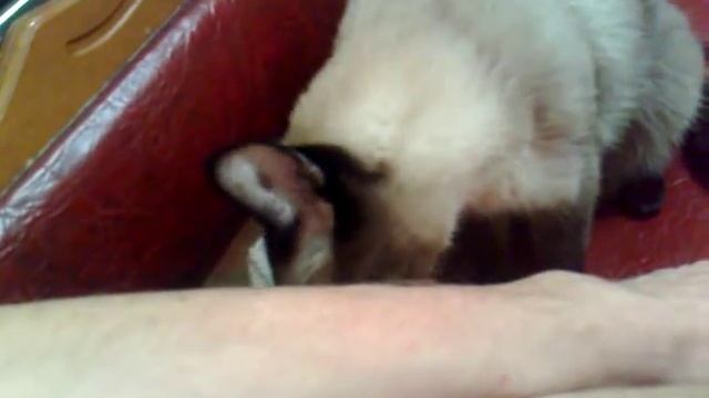 Сиамский кот кусает за руку смотреть онлайн
