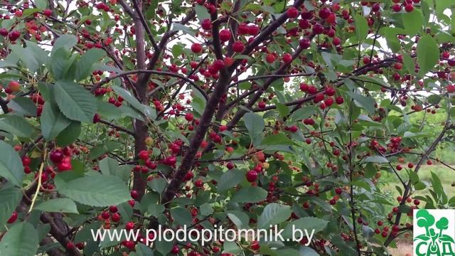 ? Вишня ВЯНОК ? СУПЕРУРОЖАЙНЫЙ сорт белорусской селекции. смотреть онлайн