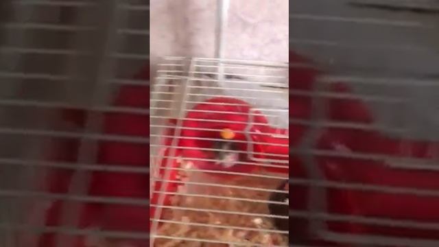 Внимание:собака лада укусила хомяка?! смотреть онлайн