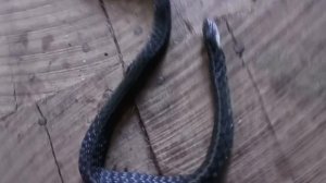 A Fortunate Series Of Events