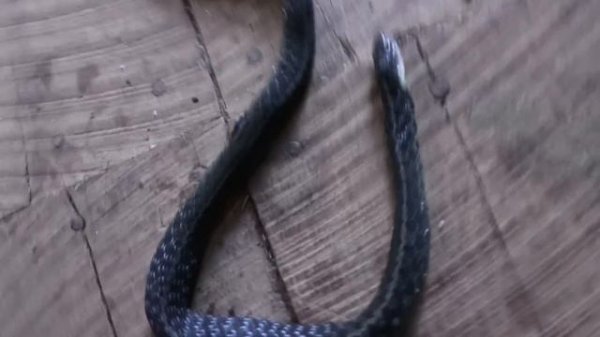 A Fortunate Series Of Events