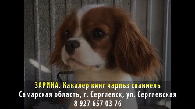 Пропала собака! ЗАРИНА. Кавалер кинг чарльз спаниель. Самарская область, г.Сергиевск, ул.Сергиевска смотреть онлайн