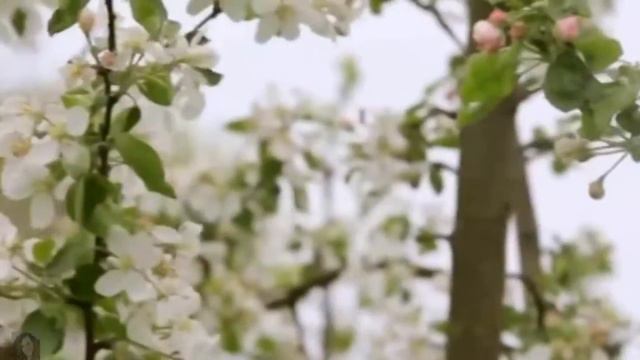 Что такое счастье?- сл В Краснов,муз аранж и исп Н Ильин смотреть онлайн