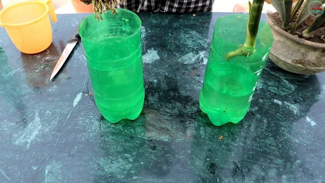 How To Propagate Snake Plant in Water Very Easily (Sansevieria) смотреть онлайн