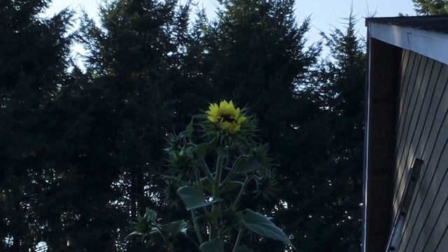 посадили подсолнух смотреть онлайн