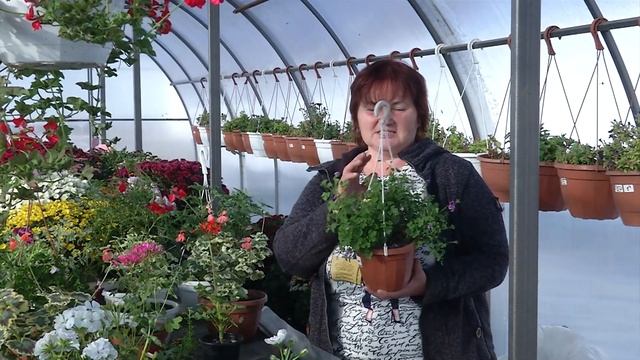 РАЗНОВИДНОСТИ ПЕЛАРГОНИИ. ПОДГОТОВКА К ЗИМЕ смотреть онлайн