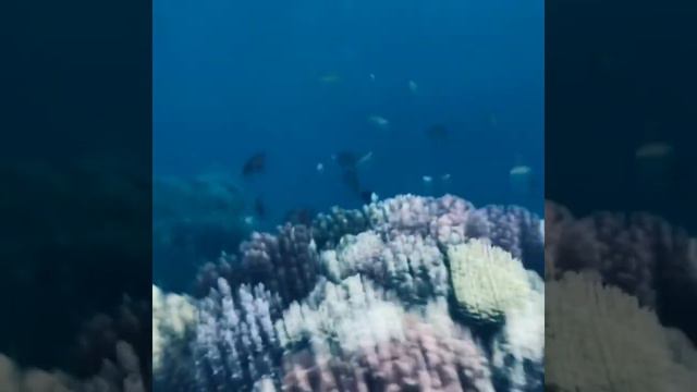 Red Sea, Красное море, подводная съемка и обитатели. смотреть онлайн