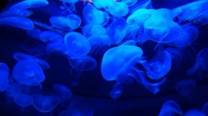 Музыка которая помогает настроить мысли, улучшить работу мозга, успокаивает.